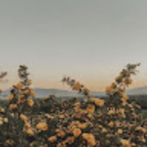 Meet your Posher, Jozelyn